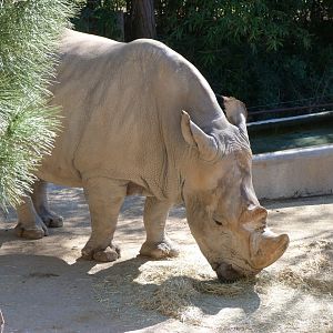 Southern white rhinoceros -Zoo Aquarium de Madrid (2025)
