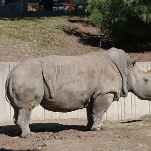Southern white rhinoceros -Zoo Aquarium de Madrid (2025)