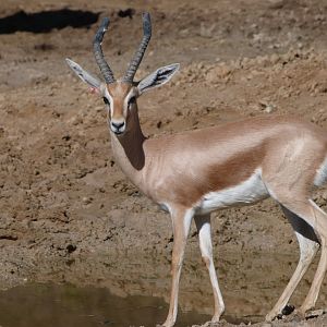 Saharan dorcas gazelle -Zoo Aquarium de Madrid (2025)