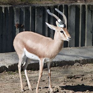 Saharan dorcas gazelle -Zoo Aquarium de Madrid (2025)