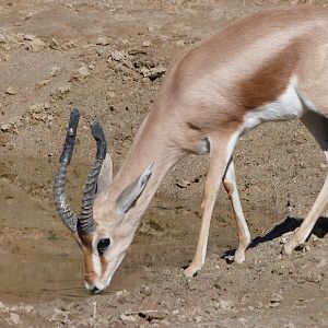 Saharan dorcas gazelle -Zoo Aquarium de Madrid (2025)