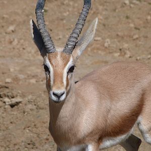 Saharan dorcas gazelle -Zoo Aquarium de Madrid (2025)