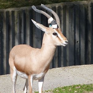 Saharan dorcas gazelle -Zoo Aquarium de Madrid (2025)