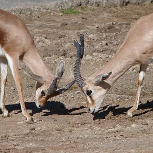 Saharan dorcas gazelles -Zoo Aquarium de Madrid (2025)