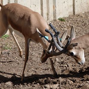 Saharan dorcas gazelles -Zoo Aquarium de Madrid (2025)