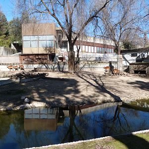 Western sitatunga and Cape barren goose exhibit -Zoo Aquarium de Madrid (2025)