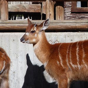 Western sitatunga -Zoo Aquarium de Madrid (2025)