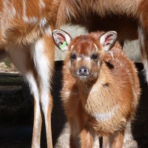 Western sitatunga -Zoo Aquarium de Madrid (2025)