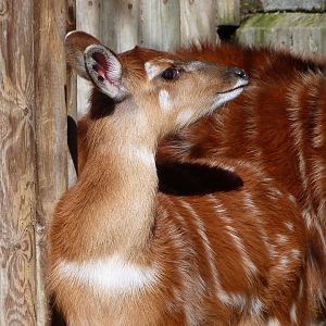 Western sitatunga -Zoo Aquarium de Madrid (2025)