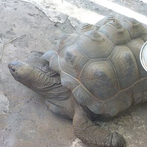Aldabra giant tortoise -Zoo Aquarium de Madrid (2025)