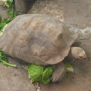African spurred tortoise -Zoo Aquarium de Madrid (2025)