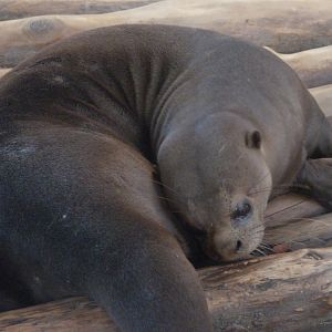 Giant otter -Zoo Aquarium de Madrid (2025)