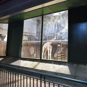 Rothschild's giraffe indoors exhibit -Zoo Aquarium de Madrid (2025)