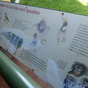 Western lowland gorilla sign -Zoo Aquarium de Madrid (2025)