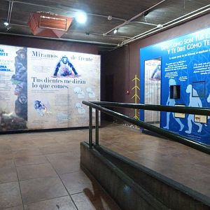 Gorilla education display -Zoo Aquarium de Madrid (2025)