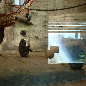 Western lowland gorilla indoors exhibit -Zoo Aquarium de Madrid (2025)