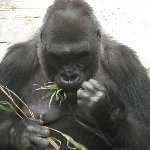 Western lowland gorilla -Zoo Aquarium de Madrid (2025)