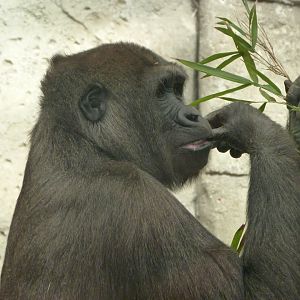 Western lowland gorilla -Zoo Aquarium de Madrid (2025)