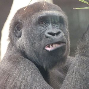 Western lowland gorilla -Zoo Aquarium de Madrid (2025)