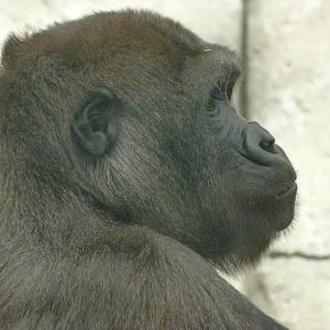 Western lowland gorilla -Zoo Aquarium de Madrid (2025)