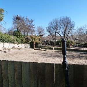 Saharan dorcas gazelle and Common ostrich exhibit -Zoo Aquarium de Madrid (2025)