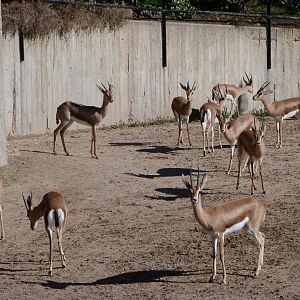 Saharan dorcas gazelles -Zoo Aquarium de Madrid (2025)