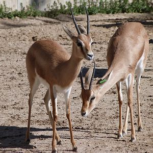 Saharan dorcas gazelles -Zoo Aquarium de Madrid (2025)