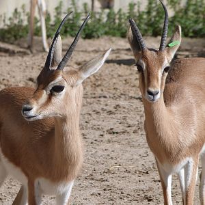 Saharan dorcas gazelles -Zoo Aquarium de Madrid (2025)
