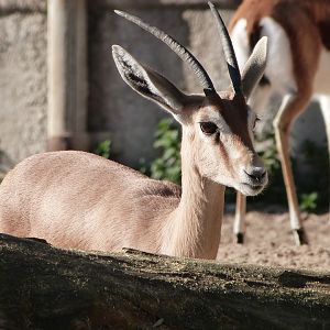 Saharan dorcas gazelle -Zoo Aquarium de Madrid (2025)