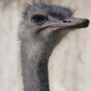 Common ostrich -Zoo Aquarium de Madrid (2025)