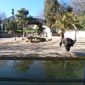 Saharan dorcas gazelle and Common ostrich exhibit -Zoo Aquarium de Madrid (2025)