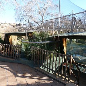 Bornean orangutan and White-handed gibbon exhibit -Zoo Aquarium de Madrid (2025)