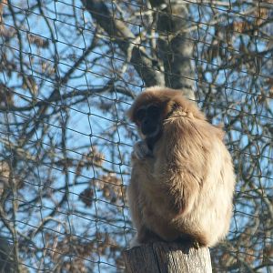 White-handed gibbon -Zoo Aquarium de Madrid (2025)