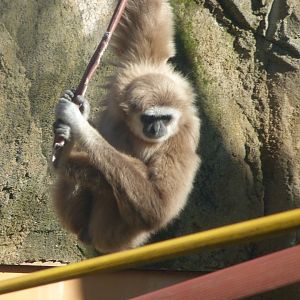 White-handed gibbon -Zoo Aquarium de Madrid (2025)