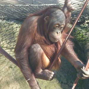 Bornean orangutan -Zoo Aquarium de Madrid (2025)