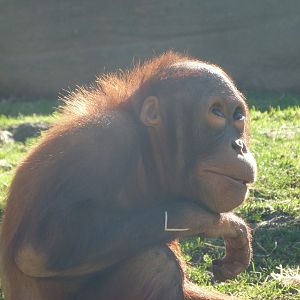 Bornean orangutan -Zoo Aquarium de Madrid (2025)