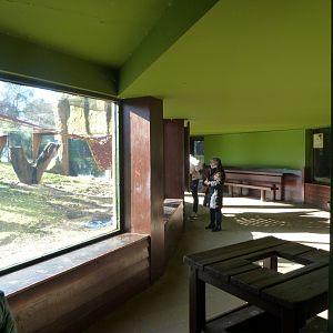 Bornean orangutan and White-handed gibbon viewing area -Zoo Aquarium de Madrid (2025)