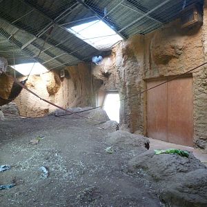 Bornean orangutan and White-handed gibbon indoors exhibit -Zoo Aquarium de Madrid (2025)
