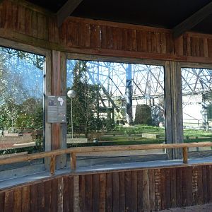 Common chimpanzee exhibit -Zoo Aquarium de Madrid (2025)