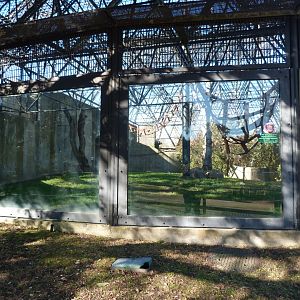 Common chimpanzee exhibit -Zoo Aquarium de Madrid (2025)