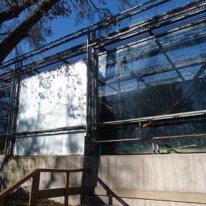 Mandrill exhibit -Zoo Aquarium de Madrid (2025)