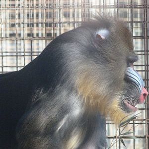 Mandrill -Zoo Aquarium de Madrid (2025)