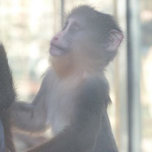 Mandrill -Zoo Aquarium de Madrid (2025)