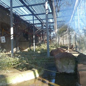 Mandrill exhibit -Zoo Aquarium de Madrid (2025)