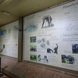 Chimpanzee education -Zoo Aquarium de Madrid (2025)