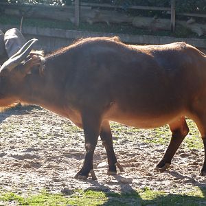 Forest buffalo -Zoo Aquarium de Madrid (2025)