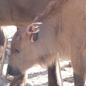 Forest buffalo -Zoo Aquarium de Madrid (2025)
