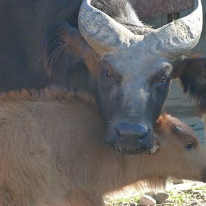 Forest buffaloes -Zoo Aquarium de Madrid (2025)