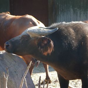 Forest buffalo -Zoo Aquarium de Madrid (2025)