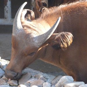 Forest buffalo -Zoo Aquarium de Madrid (2025)